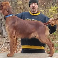 Sweetie, a female Irish Setter for sale in Darlington, PA – Photo 1 of 7