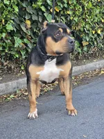 Samael, a male American Bully for sale in Redwood City, CA – Photo 3 of 3