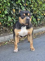 Samael, a male American Bully for sale in Redwood City, CA – Photo 2 of 3