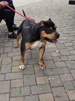 Samael, a male American Bully for sale in Redwood City, CA – Photo 1 of 3