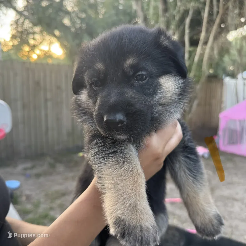 Prince – German Shepherd Dog puppy for sale in Wesley Chapel, FL