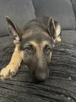 Elsa, a female German Shepherd Dog for sale in Wesley Chapel, FL – 4 of 7