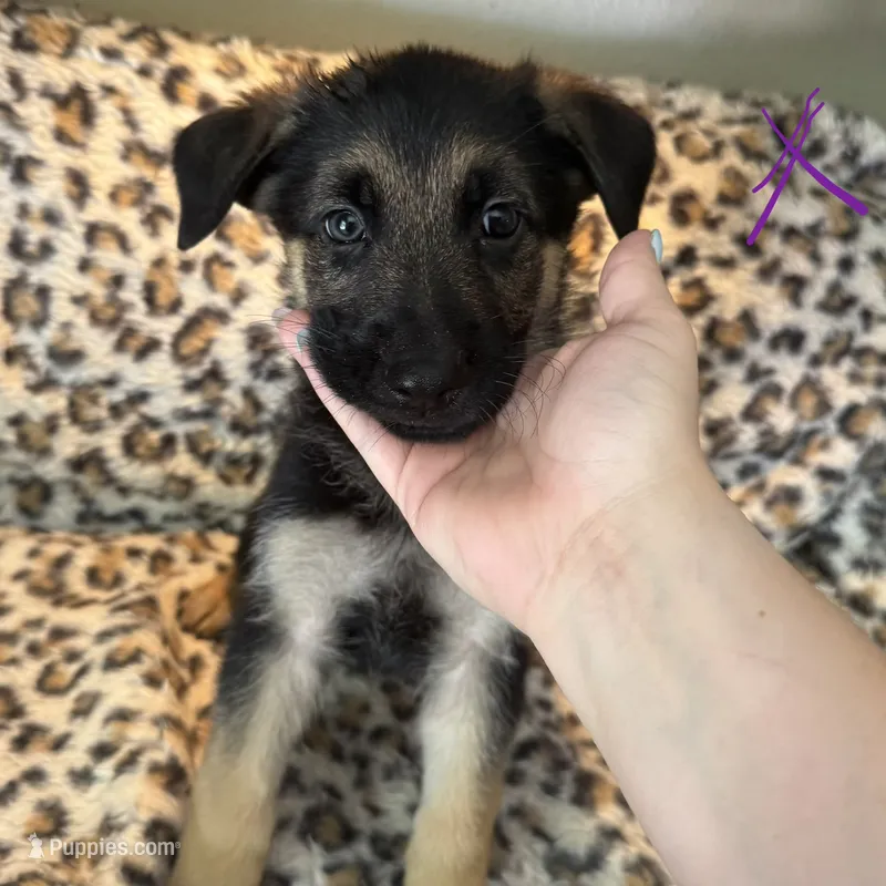 Snow white – German Shepherd Dog puppy for sale in Wesley Chapel, FL
