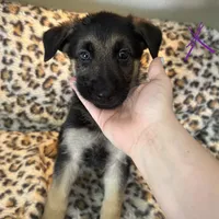 Snow white, a female German Shepherd Dog for sale in Wesley Chapel, FL – 1 of 1