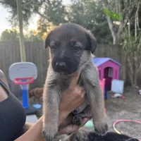 Hei hei, a male German Shepherd Dog for sale in Wesley Chapel, FL – 2 of 2