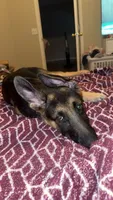 Elsa, a female German Shepherd Dog for sale in Wesley Chapel, FL – 5 of 7