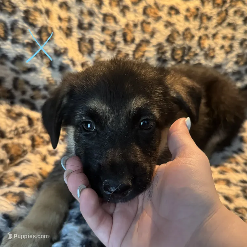 Elsa – German Shepherd Dog puppy for sale in Wesley Chapel, FL