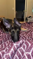 Elsa, a female German Shepherd Dog for sale in Wesley Chapel, FL – 6 of 7