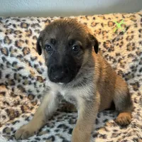 Hei hei, a male German Shepherd Dog for sale in Wesley Chapel, FL – 1 of 2