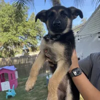 Elsa, a female German Shepherd Dog for sale in Wesley Chapel, FL – 3 of 7
