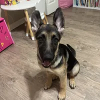 Elsa, a female German Shepherd Dog for sale in Wesley Chapel, FL – 7 of 7