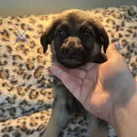 Cinderella , a female German Shepherd Dog for sale in Wesley Chapel, FL – 1 of 1