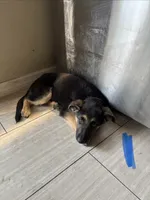 Elsa, a female German Shepherd Dog for sale in Wesley Chapel, FL – 2 of 7