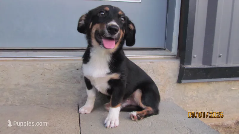 Charlie  – Pembroke Welsh Corgi, Toy Australian Shepherd puppy for sale in Timpson, TX