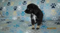 Lil Miss, a male Miniature Australian Shepherd and Toy Australian Shepherd for sale in Timpson, TX – 4 of 8