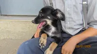 Lil Miss, a female Miniature Australian Shepherd and Toy Australian Shepherd for sale in Timpson, TX – 6 of 8
