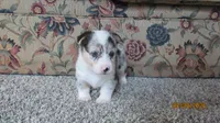 Sadie, a female Pembroke Welsh Corgi for sale in Timpson, TX – 2 of 6
