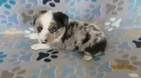 Zoey, a female Pembroke Welsh Corgi and Toy Australian Shepherd for sale in Timpson, TX – 4 of 7