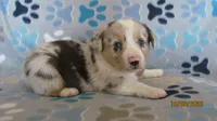 Prince, a male Pembroke Welsh Corgi and Toy Australian Shepherd for sale in Timpson, TX – 2 of 5