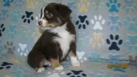 Julie, a male Miniature Australian Shepherd and Toy Australian Shepherd for sale in Timpson, TX – 4 of 9