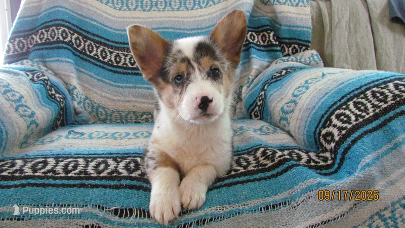 Sadie – Pembroke Welsh Corgi puppy for sale in Timpson, TX