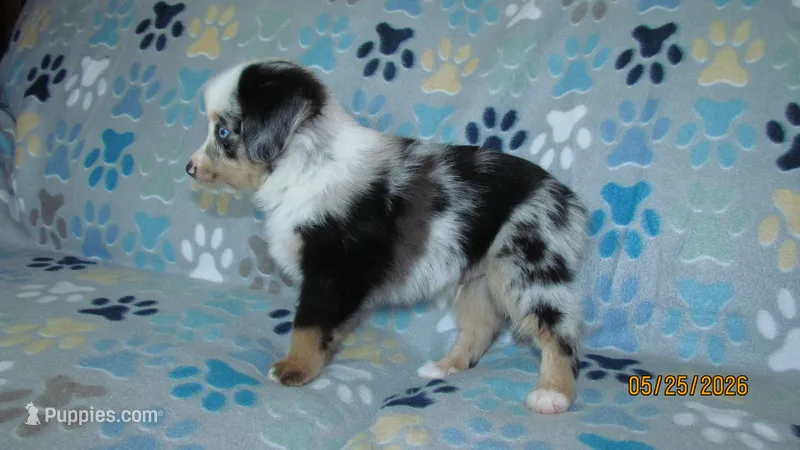 Mr Dave – Miniature Australian Shepherd, Toy Australian Shepherd puppy for sale in Timpson, TX