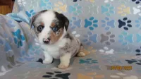 Zoey, a female Pembroke Welsh Corgi and Toy Australian Shepherd for sale in Timpson, TX – 5 of 7