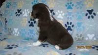 Julie, a male Miniature Australian Shepherd and Toy Australian Shepherd for sale in Timpson, TX – 5 of 9