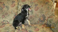 Lil Miss, a female Miniature Australian Shepherd and Toy Australian Shepherd for sale in Timpson, TX – 4 of 8