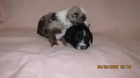 Lil Miss, a male Miniature Australian Shepherd and Toy Australian Shepherd for sale in Timpson, TX – 3 of 4