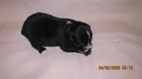 Lil Miss, a male Miniature Australian Shepherd and Toy Australian Shepherd for sale in Timpson, TX – 4 of 4