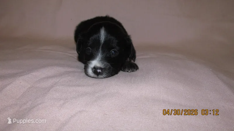 Lil Miss – Miniature Australian Shepherd, Toy Australian Shepherd puppy for sale in Timpson, TX