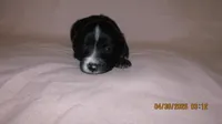 Lil Miss, a male Miniature Australian Shepherd and Toy Australian Shepherd for sale in Timpson, TX – 1 of 4