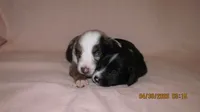 Lil Miss, a male Miniature Australian Shepherd and Toy Australian Shepherd for sale in Timpson, TX – 2 of 4