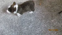 Brindle , a male Pembroke Welsh Corgi for sale in Timpson, TX – 5 of 8