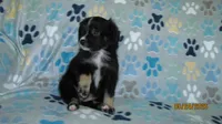 Lil Miss, a male Miniature Australian Shepherd and Toy Australian Shepherd for sale in Timpson, TX – 6 of 8
