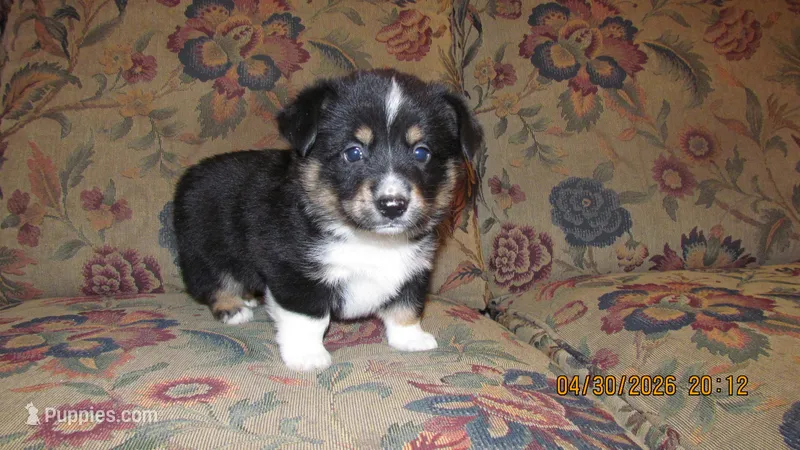 Charlie  – Pembroke Welsh Corgi, Toy Australian Shepherd puppy for sale in Timpson, TX