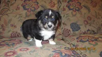 Charlie , a male Pembroke Welsh Corgi and Toy Australian Shepherd for sale in Timpson, TX – 1 of 6