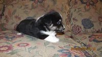 Charlie , a male Pembroke Welsh Corgi and Toy Australian Shepherd for sale in Timpson, TX – 4 of 6