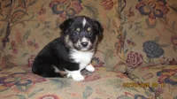 Charlie , a male Pembroke Welsh Corgi and Toy Australian Shepherd for sale in Timpson, TX – 3 of 6