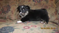 Charlie , a male Pembroke Welsh Corgi and Toy Australian Shepherd for sale in Timpson, TX – 2 of 6