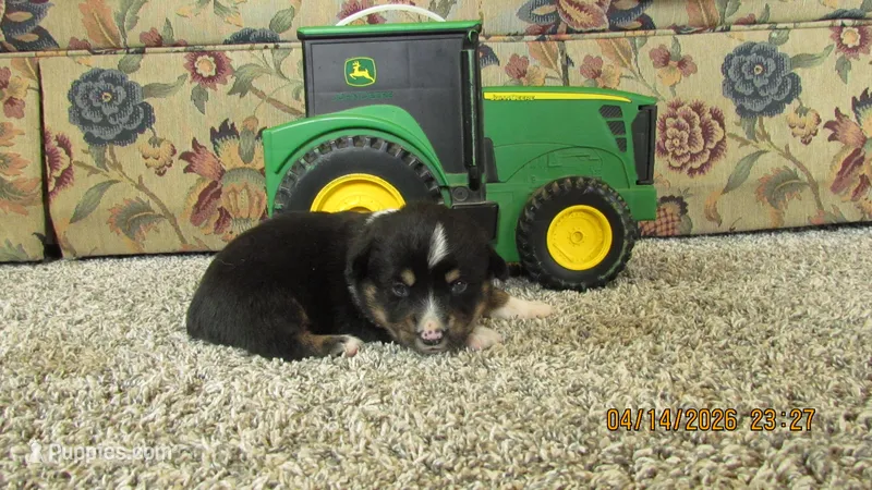 Charlie  – Pembroke Welsh Corgi, Toy Australian Shepherd puppy for sale in Timpson, TX