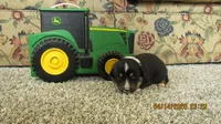 Charlie , a male Pembroke Welsh Corgi and Toy Australian Shepherd for sale in Timpson, TX – Photo 2 of 3