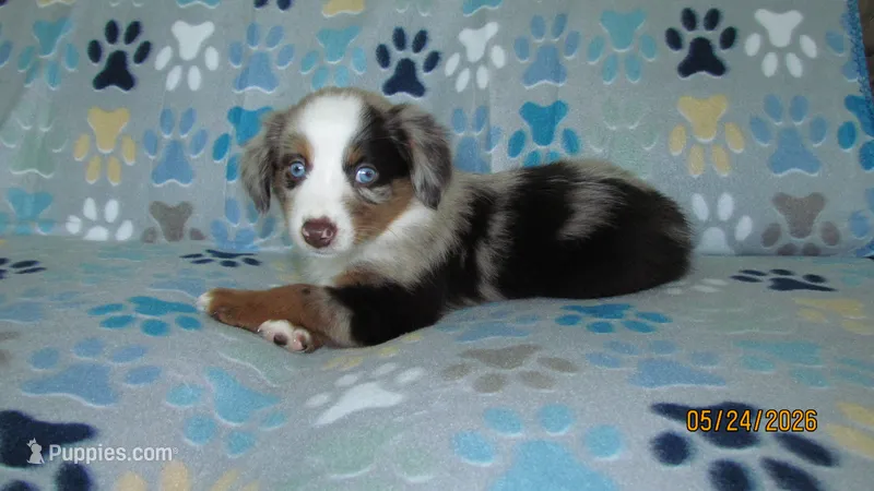 Gracie – Miniature Australian Shepherd, Toy Australian Shepherd puppy for sale in Timpson, TX