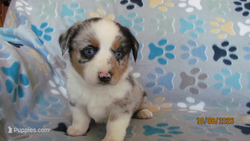 Zoey – Pembroke Welsh Corgi, Toy Australian Shepherd puppy for sale in Timpson, TX