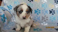 Zoey, a female Pembroke Welsh Corgi and Toy Australian Shepherd for sale in Timpson, TX – 1 of 7