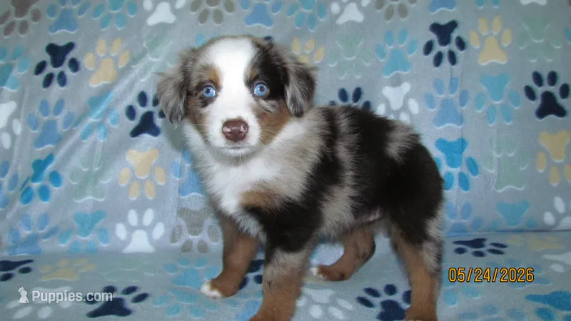 Gracie – Miniature Australian Shepherd, Toy Australian Shepherd puppy for sale in Timpson, TX