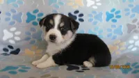Mack, a male Pembroke Welsh Corgi and Toy Australian Shepherd for sale in Timpson, TX – 4 of 4