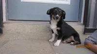 Charlie , a male Pembroke Welsh Corgi and Toy Australian Shepherd for sale in Timpson, TX – 4 of 8