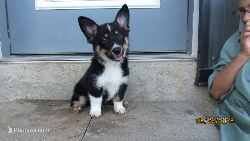 Charlie  – Pembroke Welsh Corgi, Toy Australian Shepherd puppy for sale in Timpson, TX